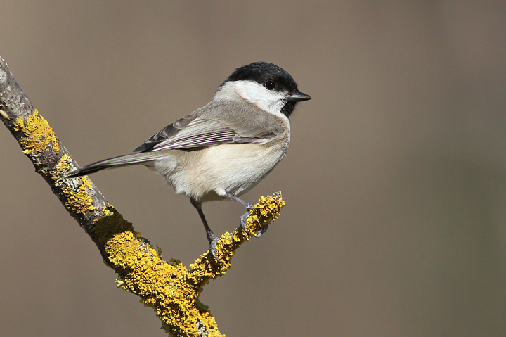 CINCIA BIGIA.........