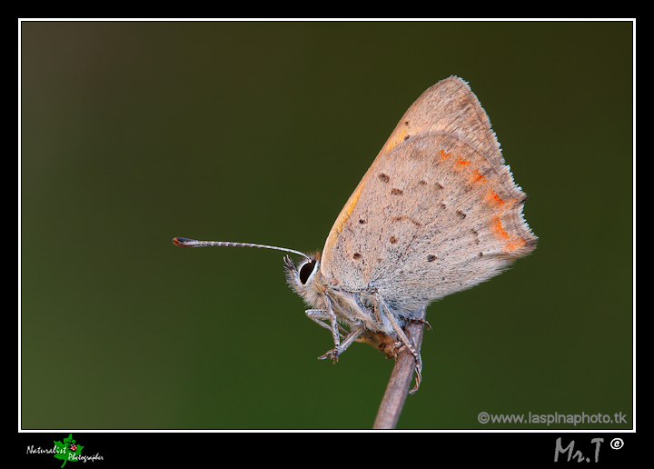 ...Lycaena phlaeas...