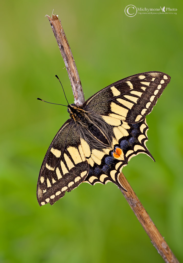 Papilio machaon