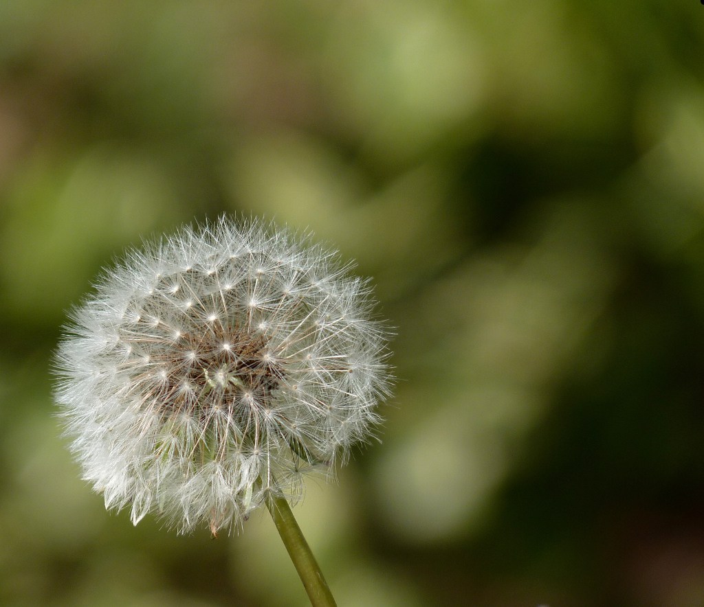 Soffione (Tarassaco)