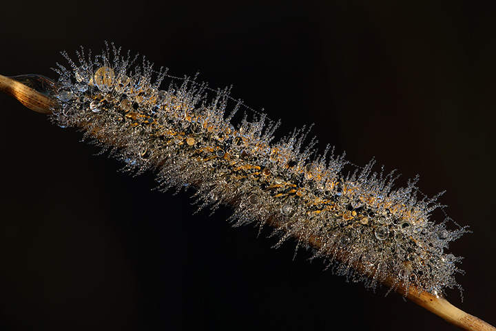 Crystal II