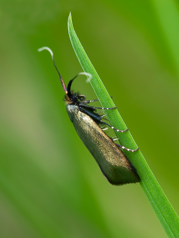 farfallina argentata...