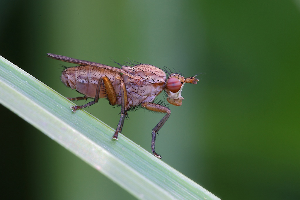 ...Pi� Da Vicino...!!!