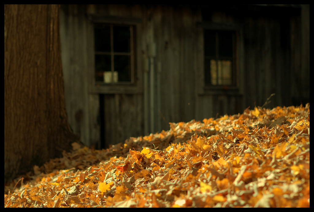 balada unui greier mic