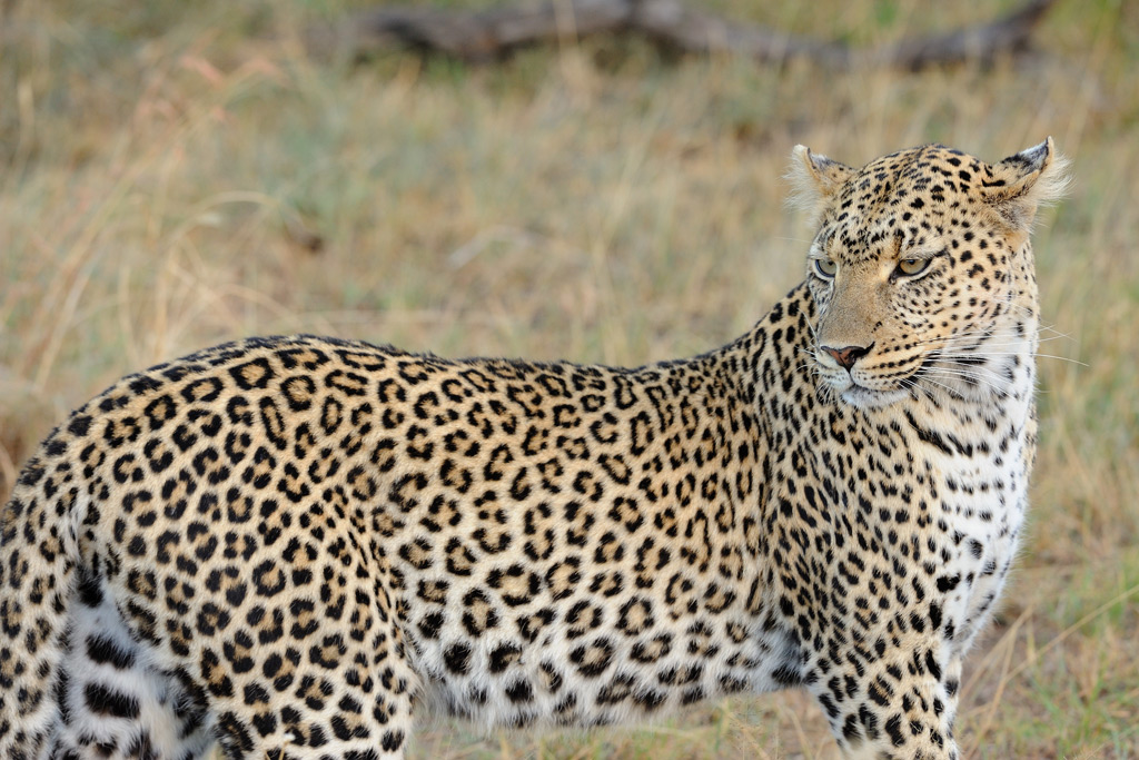 Leopardo - Serengeti (Tanzania)