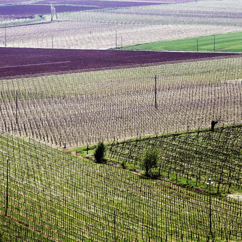 Colli Berici: coltivazioni