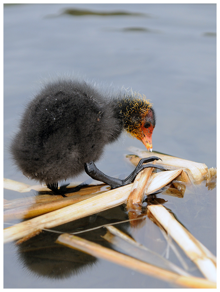 piccole folaghe crescono ...