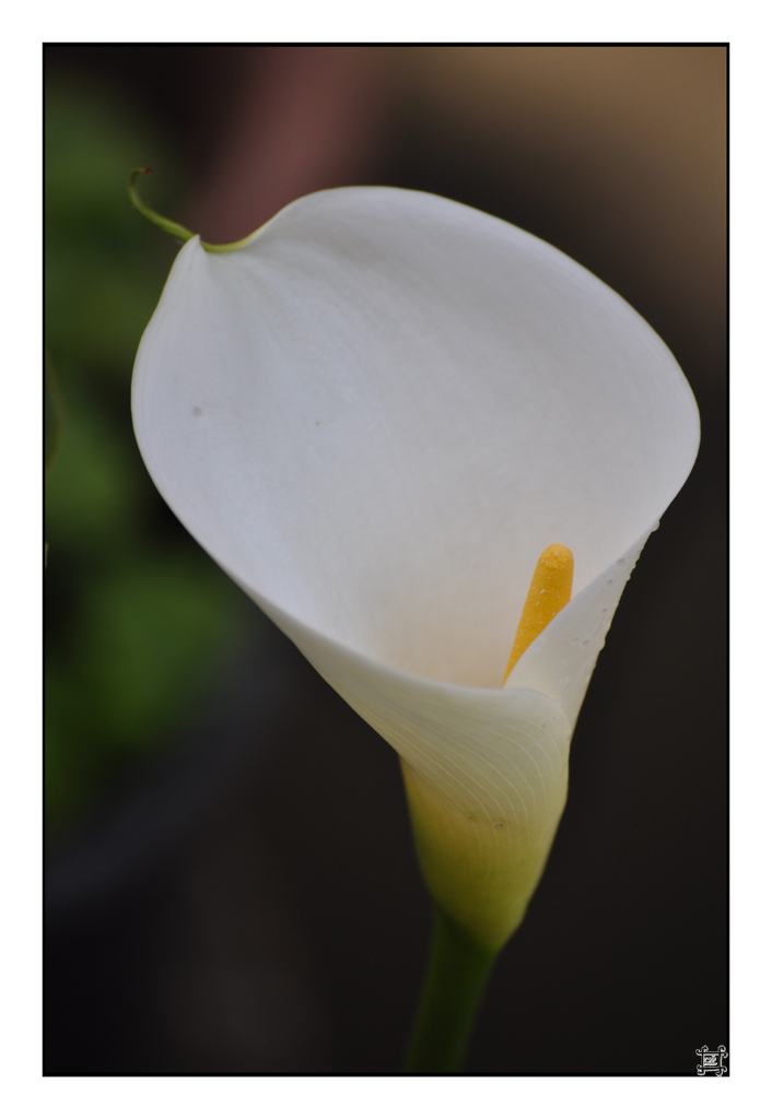 Calla