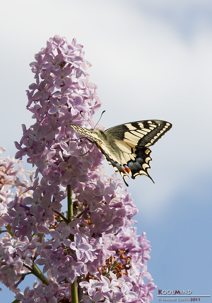 Macaone alquanto dispettoso