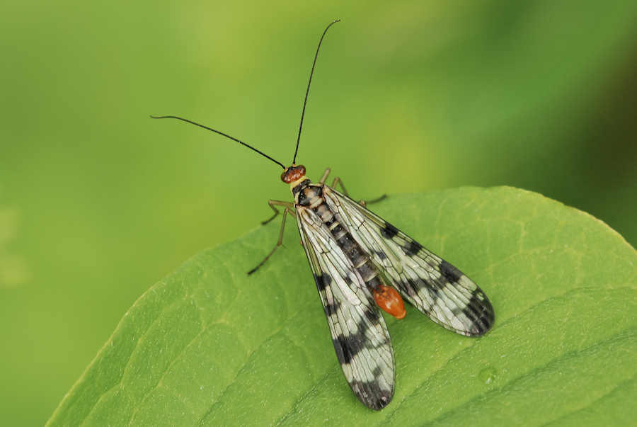 Panorpina dopo la pioggia