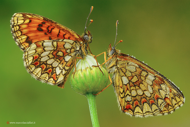 Melitaea athalia