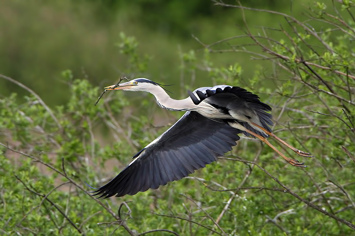 Periodo di nidificazione