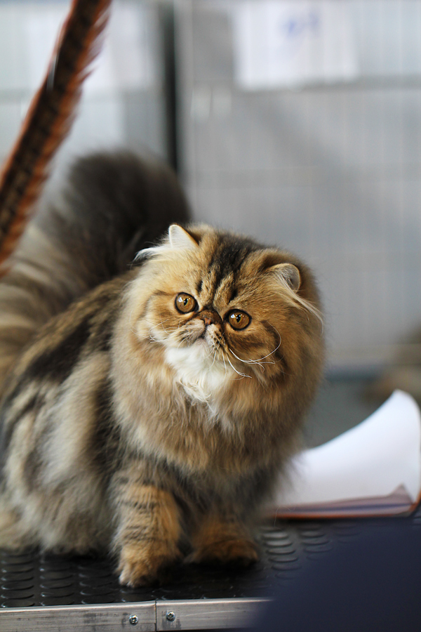 Esposizione Internazionale Felina 17.04.11 (a)