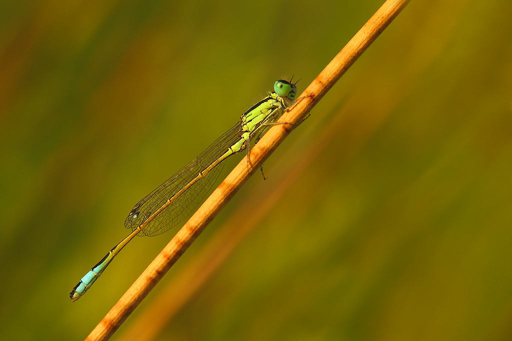 ...Altri Colori...!!!