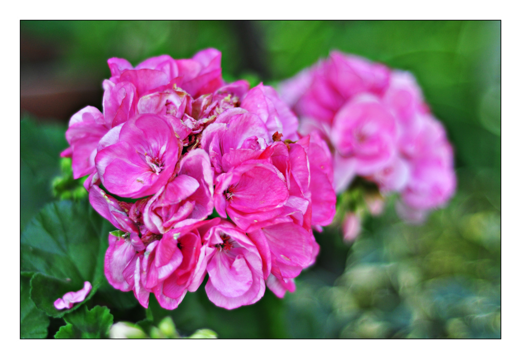 I geranei di Cesarina