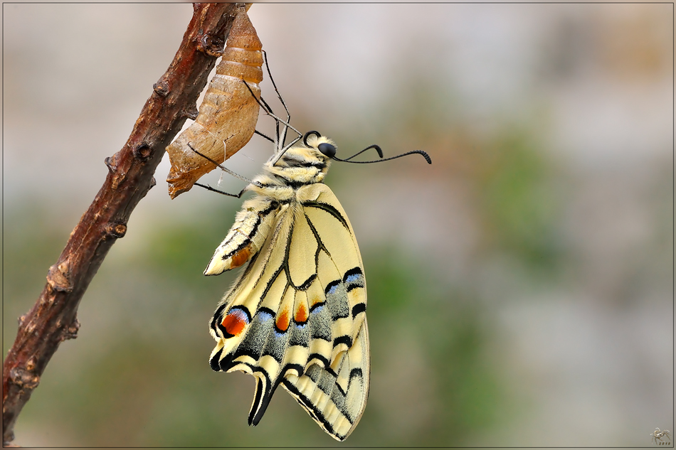 mezzora dopo la nascita