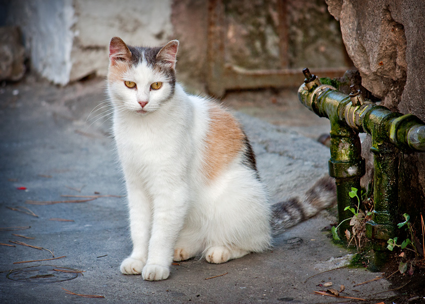 semplicemente "gatto"