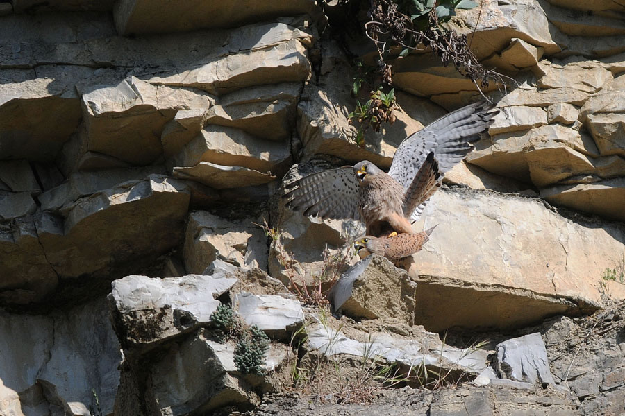 l'accoppiamento dei gheppi