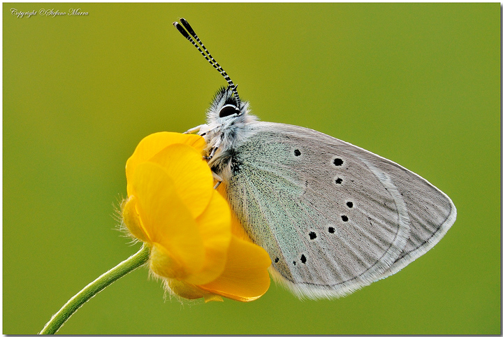 G. Alexis su "bouton d'or"