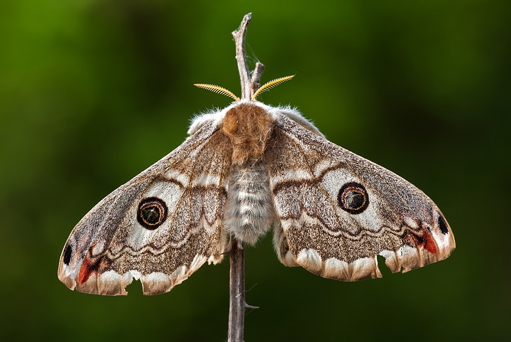 Saturnia pavionella un po' malconcia.