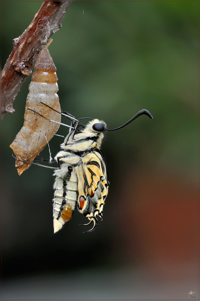 appena uscita dalla crisalide