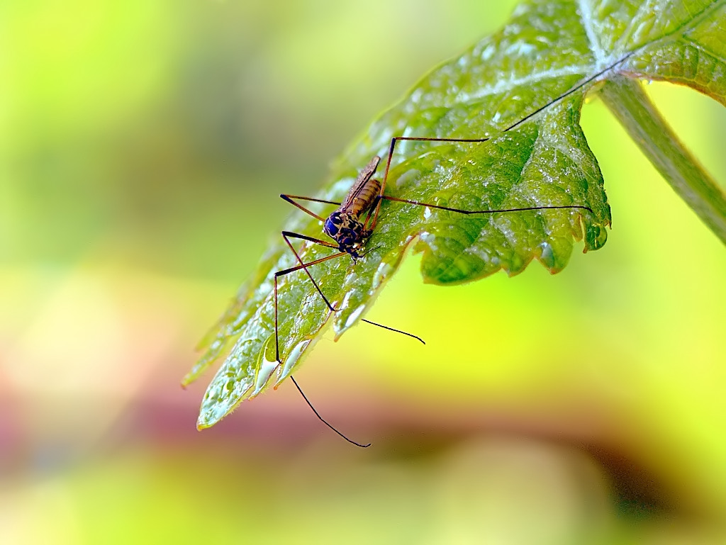 Me sto a ripos�....