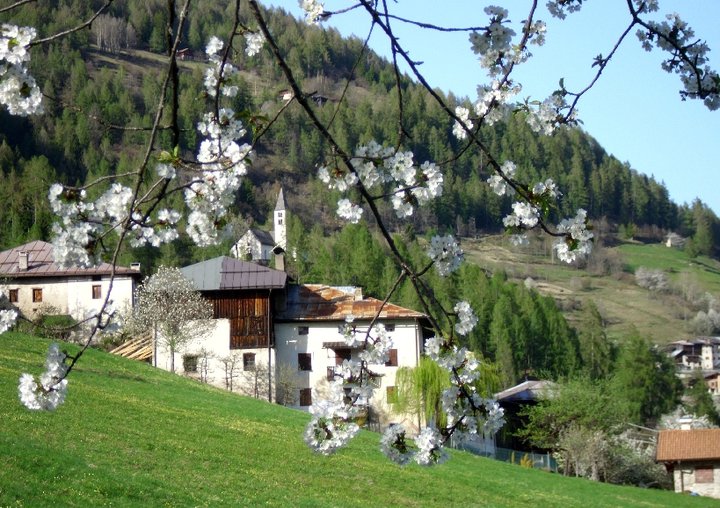 val di Sole in fiore