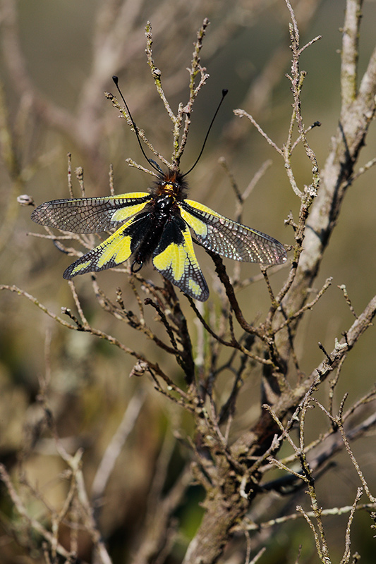 il primo libelloide 2011