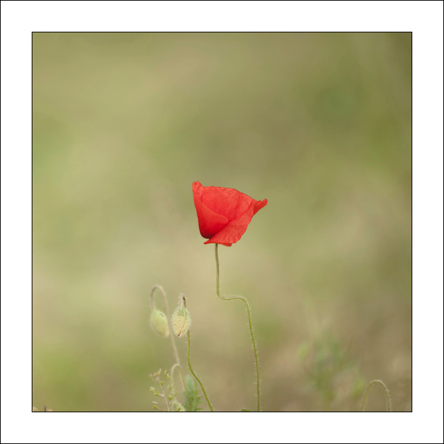 Di rosso l'esile risalto