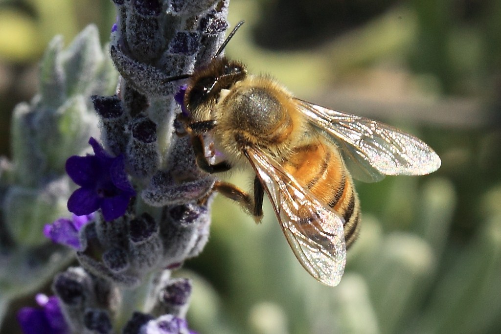 Ape su fiori di lavanda