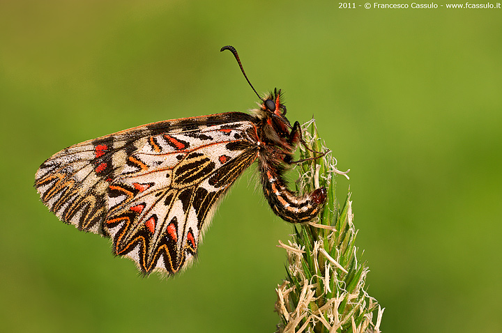 Zerynthia polyxena - Denis e Schifferm�ller, 1775