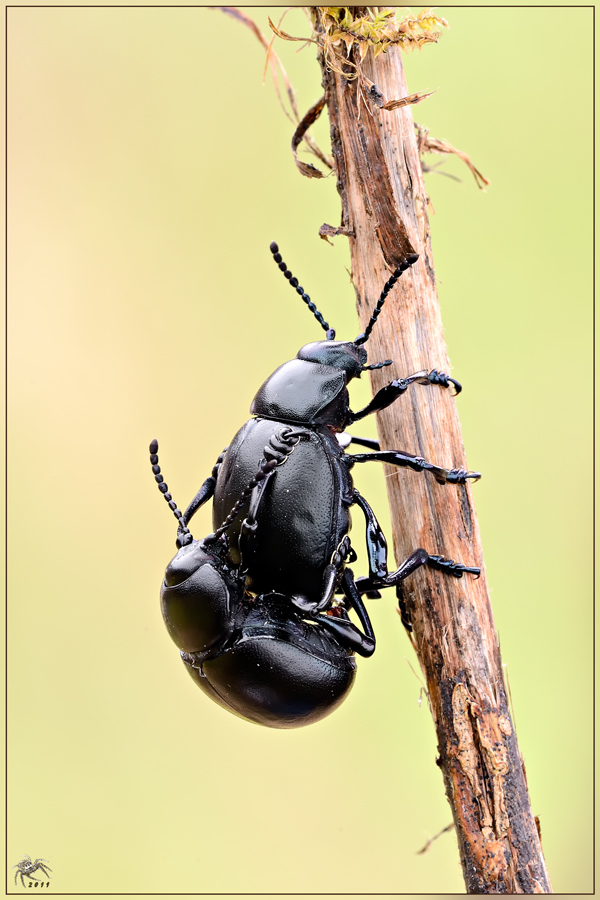 Thimarcha sp. in accoppiamento