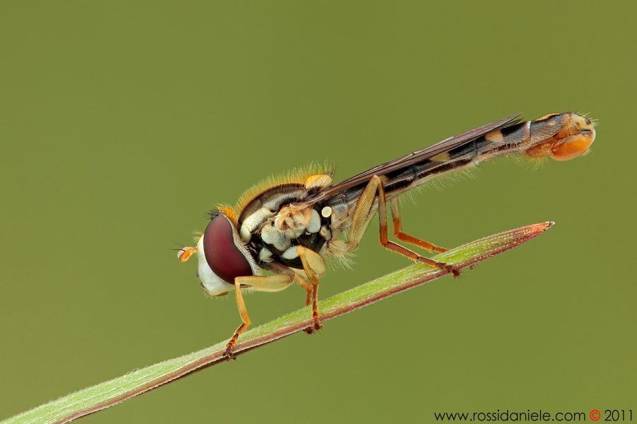 Sphaerophoria scripta (Syrphidae)