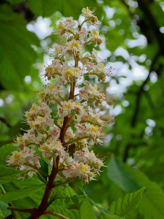 Fiore di ippocastano
