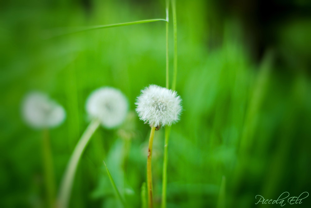 Dandelion