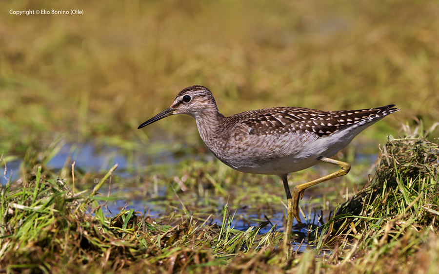 Piro-piro boschereccio (Tringa glareola)