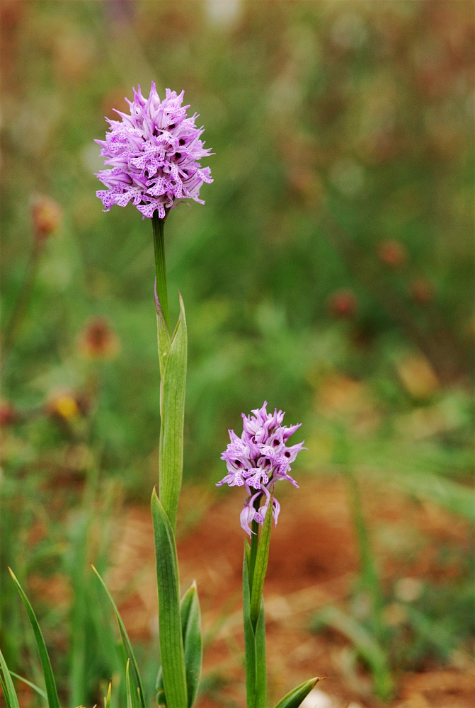 Orchis tridentata 2011