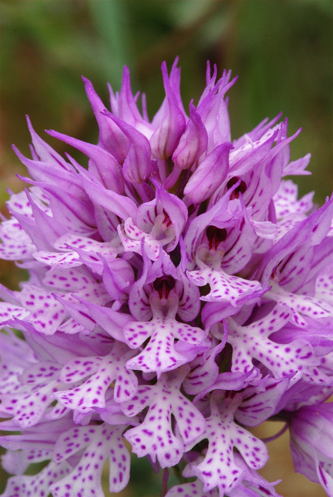 O. tridentata 2011/2