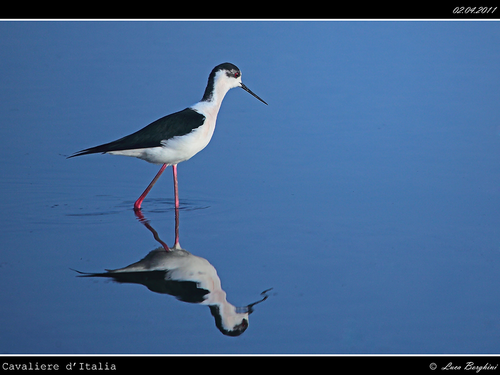 Cavaliere D'Italia # 1