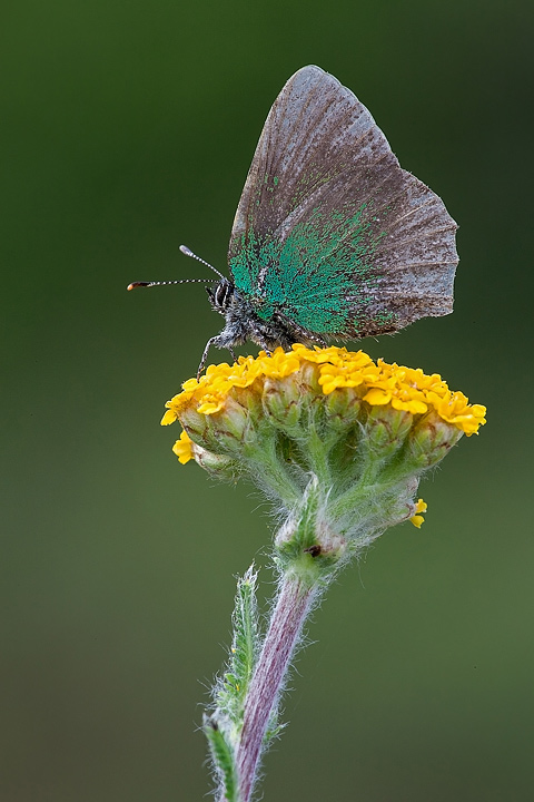 Callophrys rubi (usurata)