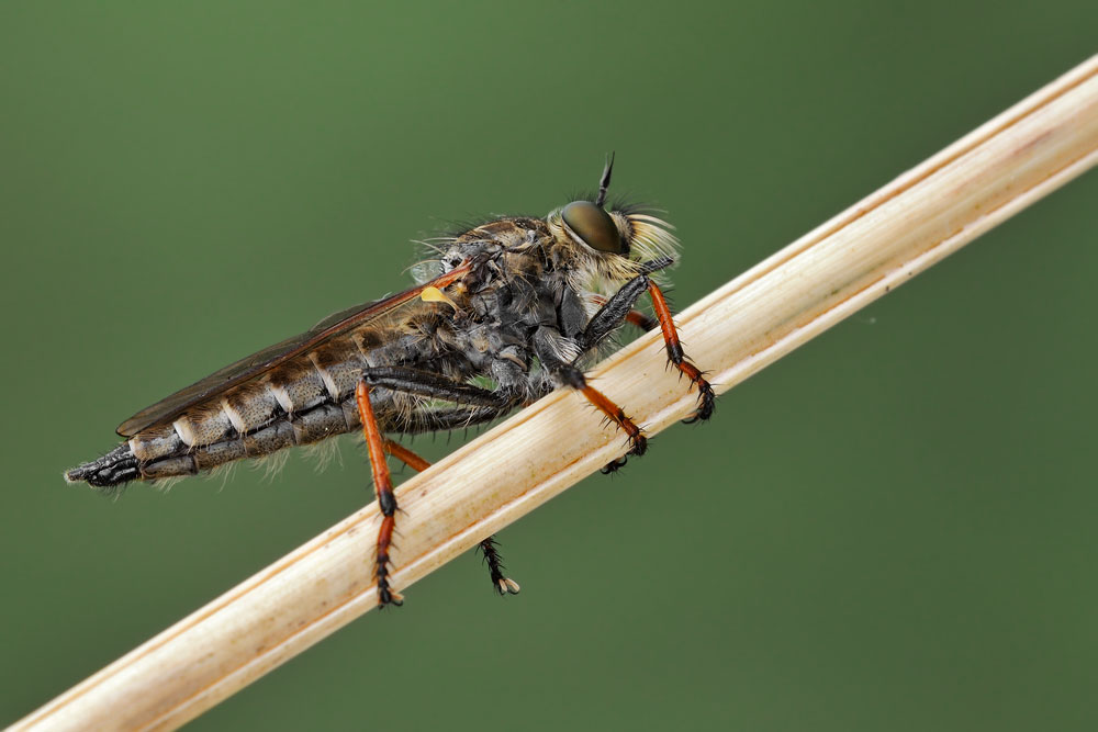 Pamponerus germanicus