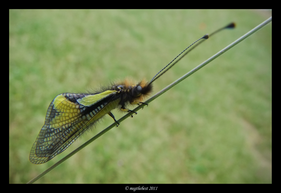 Libelloides coccajus