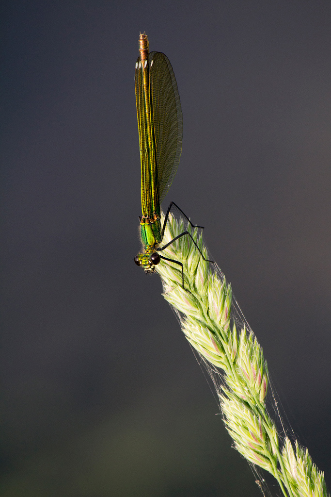 La mia prima principessa...