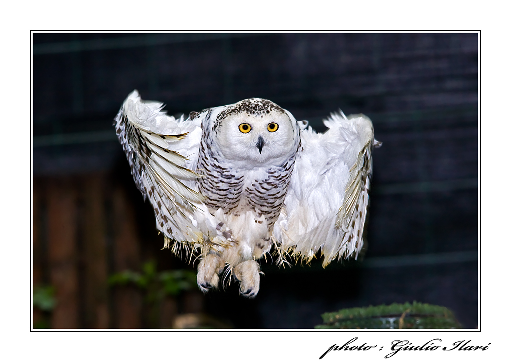Civetta delle nevi