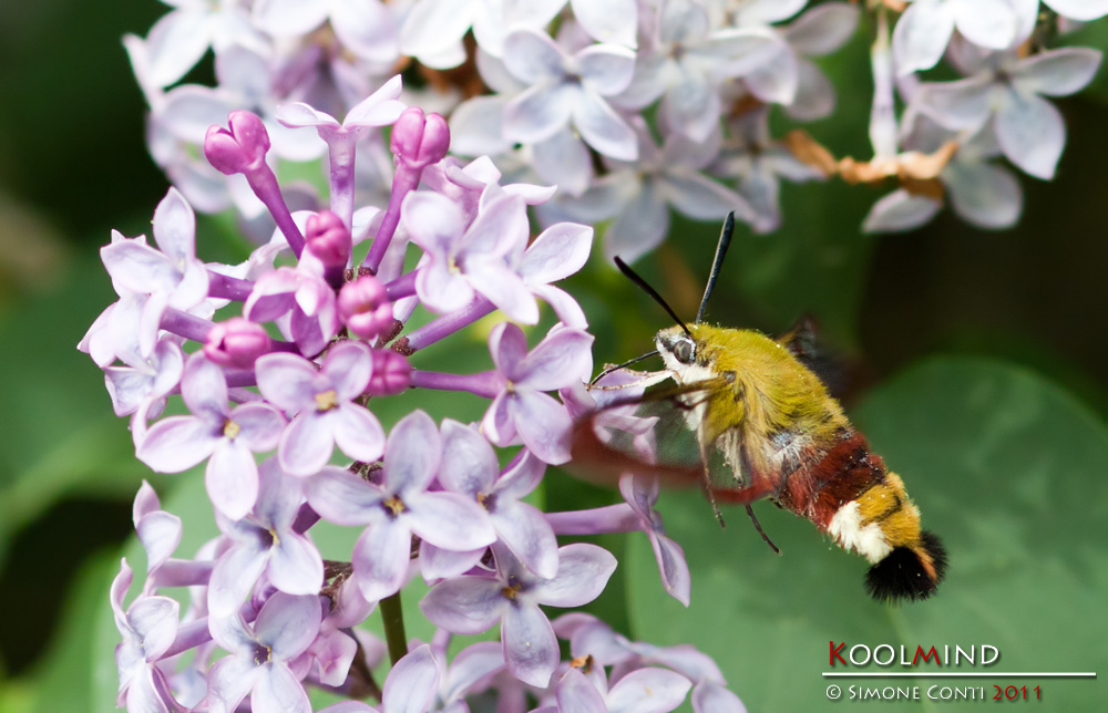 Chi va piano... non � lui!