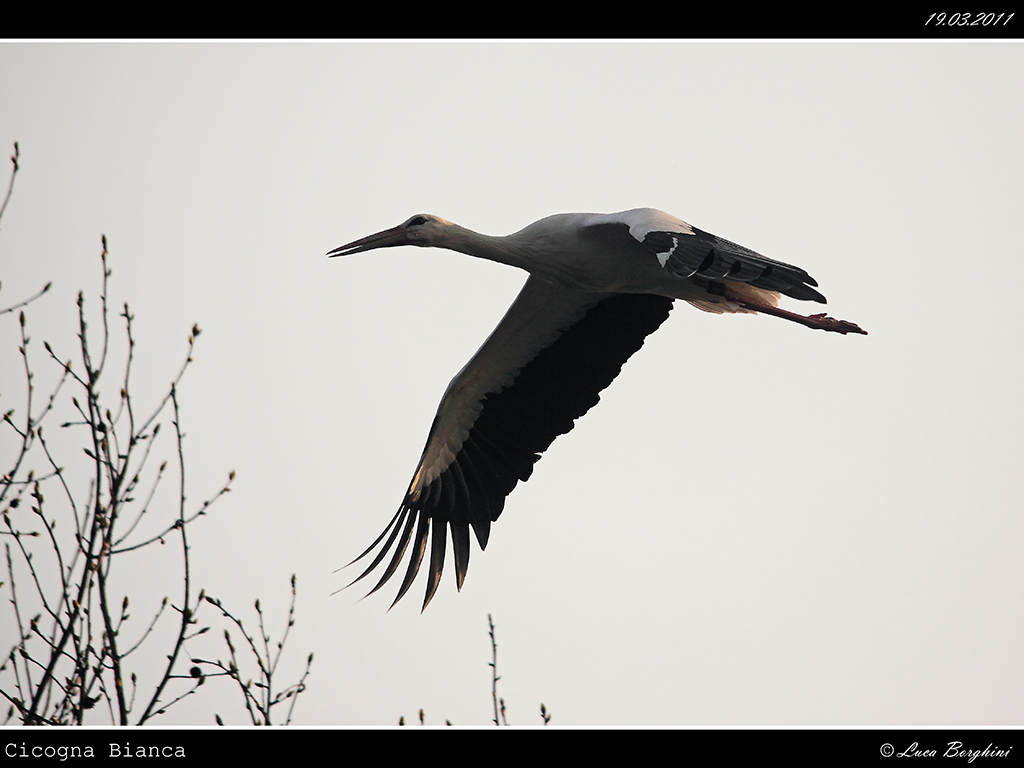 Cicogna # 2