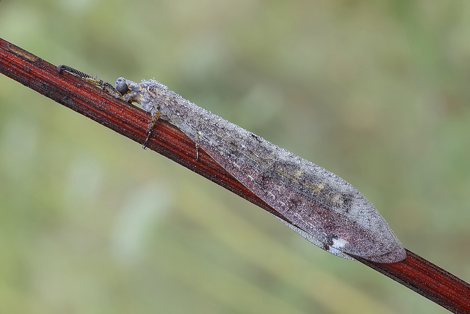 Formica Leone (Creoleon lugdunensis)