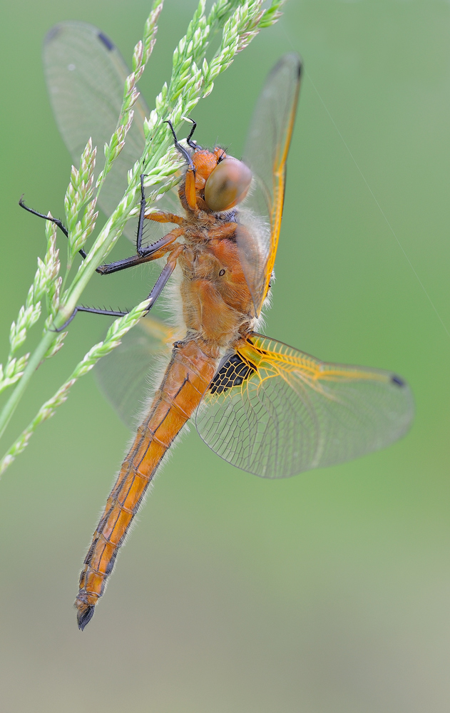 libellula fulva