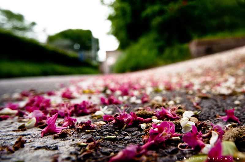 La bellezza effimera della primavera