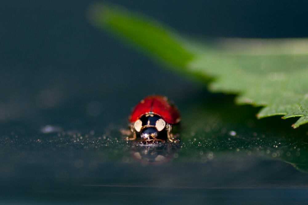 Occhietti di una coccinella
